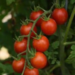 Tomato, Sweet Million 4 in