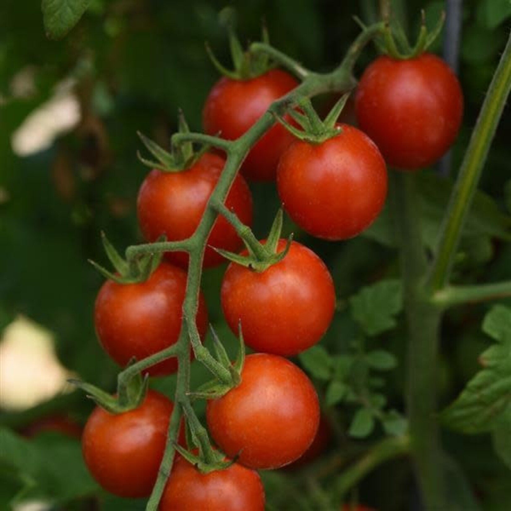 Tomato, Sweet Million 4 in