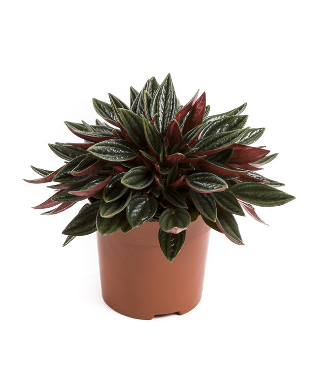 Peperomia, Rosso 4in