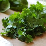 Herb, Cilantro 4 in