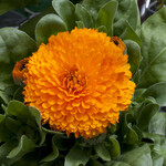 Calendula, Bon Bon Orange 4 in