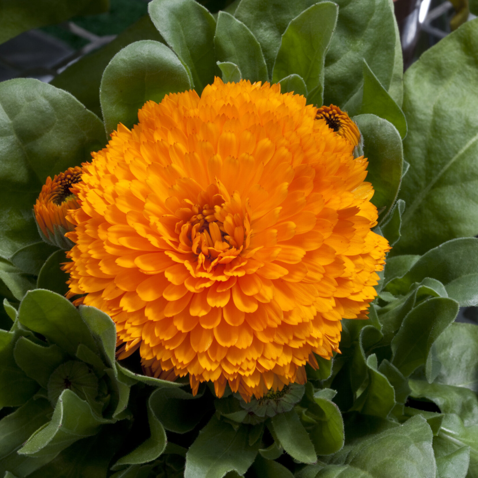 Calendula, Bon Bon Orange 4 in