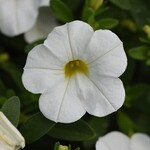 Calibrachoa, MiniFamous Uno White 4 in