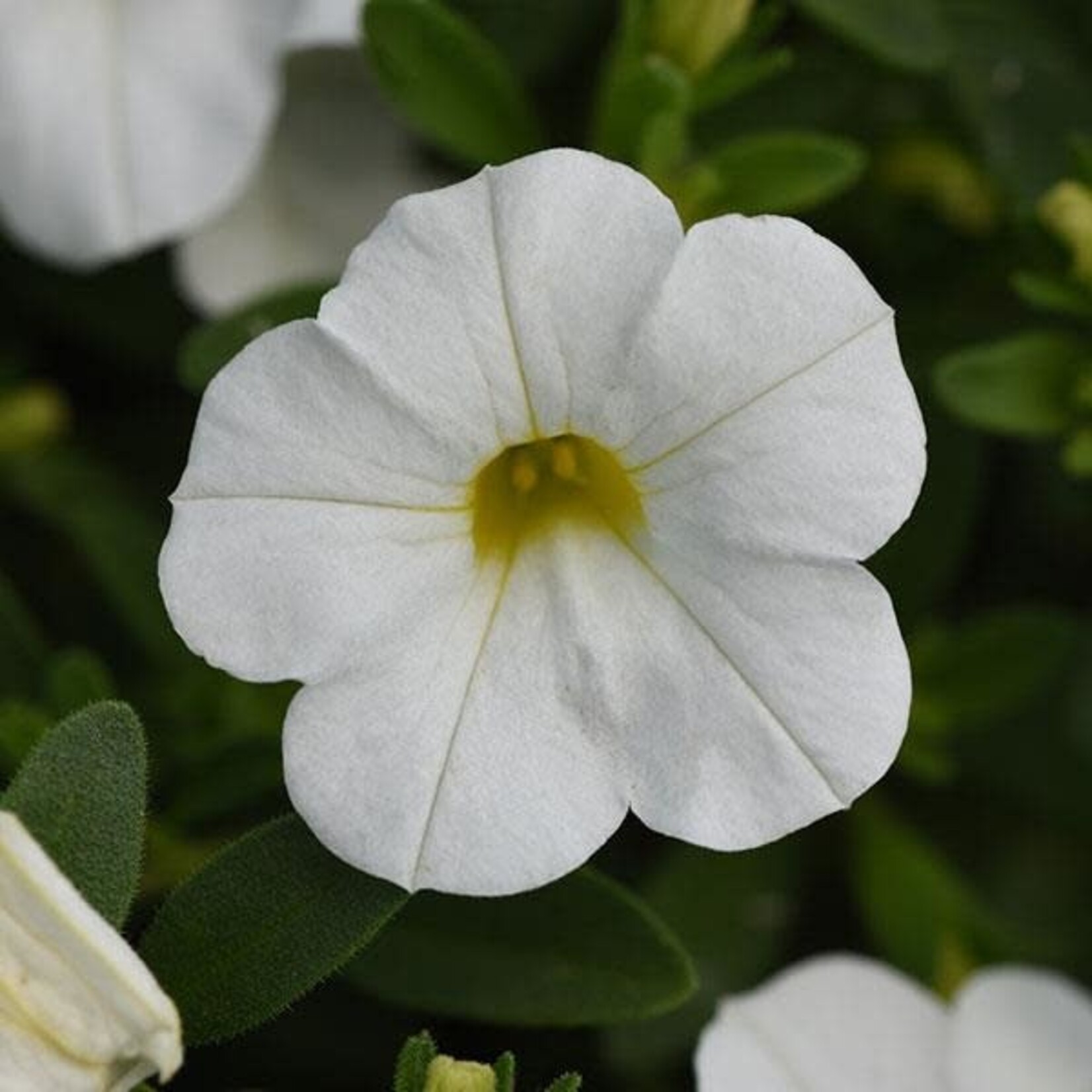 Calibrachoa, MiniFamous Uno White 4 in