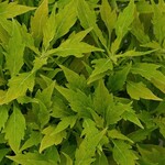 Coleus, Flame Thrower Salsa Verde 4 in