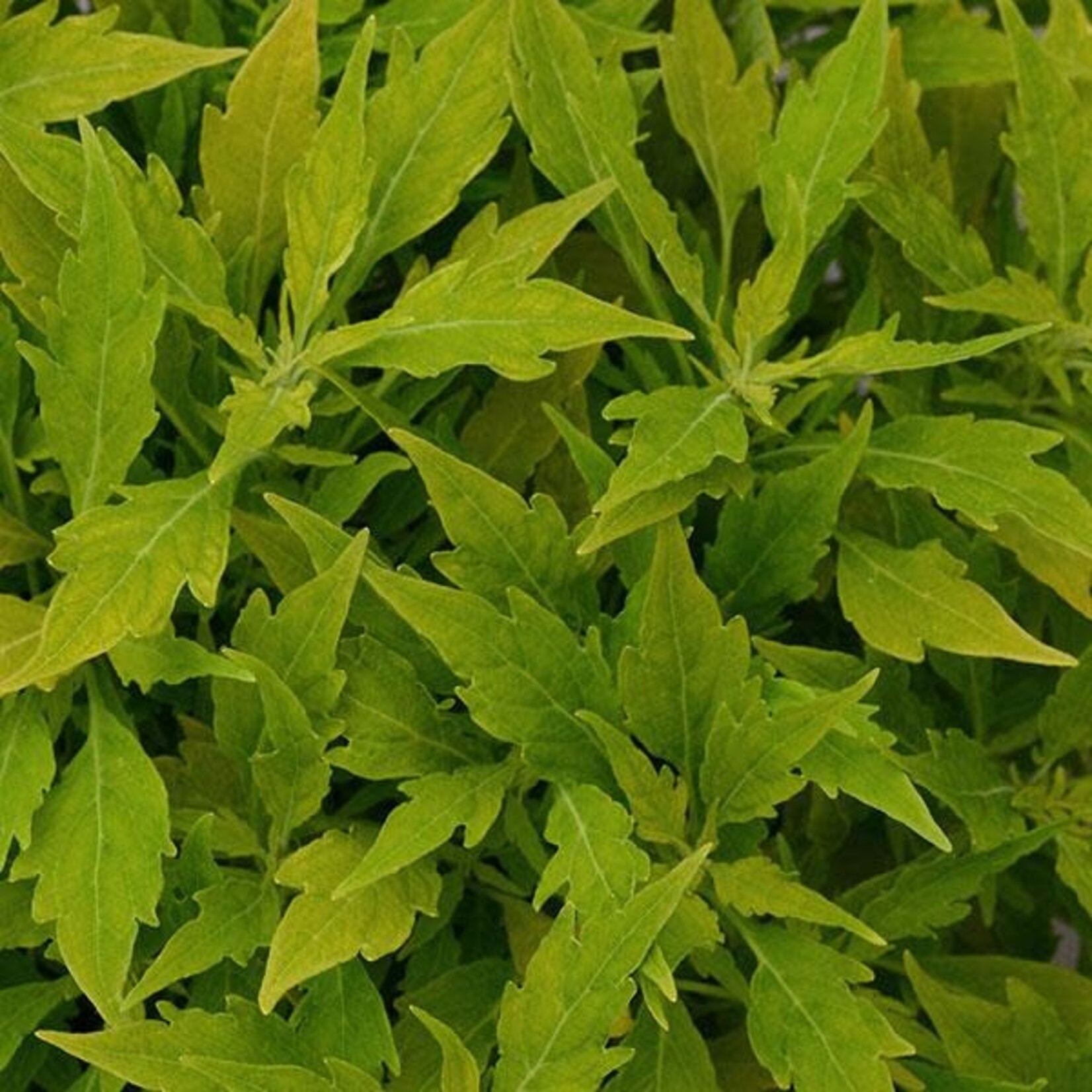 Coleus, Flame Thrower Salsa Verde 4 in