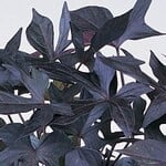 Ipomoea, Blackie 4 in