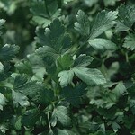 Herb, Parsley, Italian 4 in