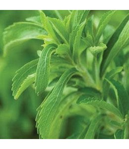 Herb, Stevia, Sugar Plant 4 in