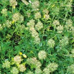 Herb, English Thyme 4 in