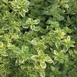 Herb, Thyme Golden Lemon 4 in