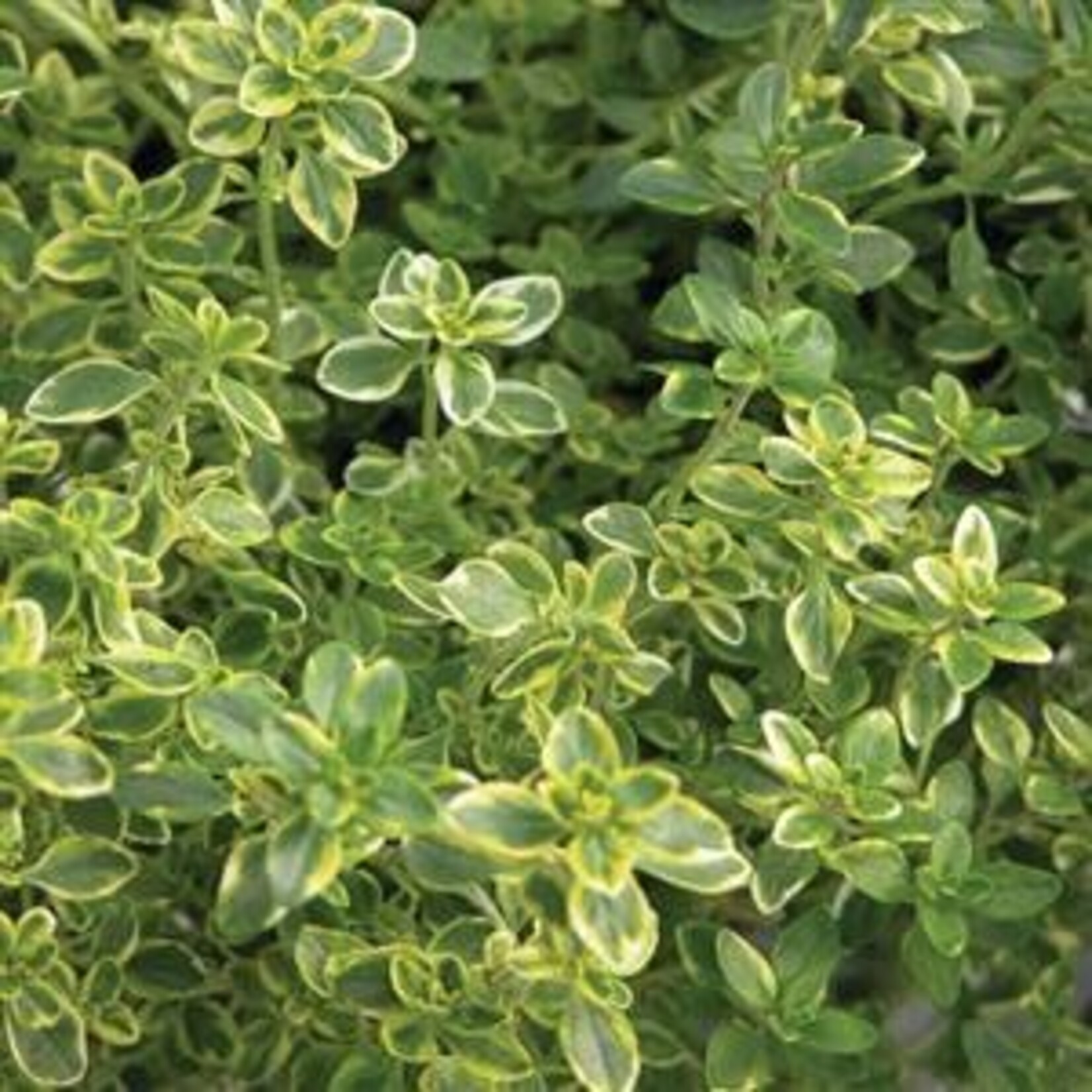 Herb, Thyme Golden Lemon 4 in