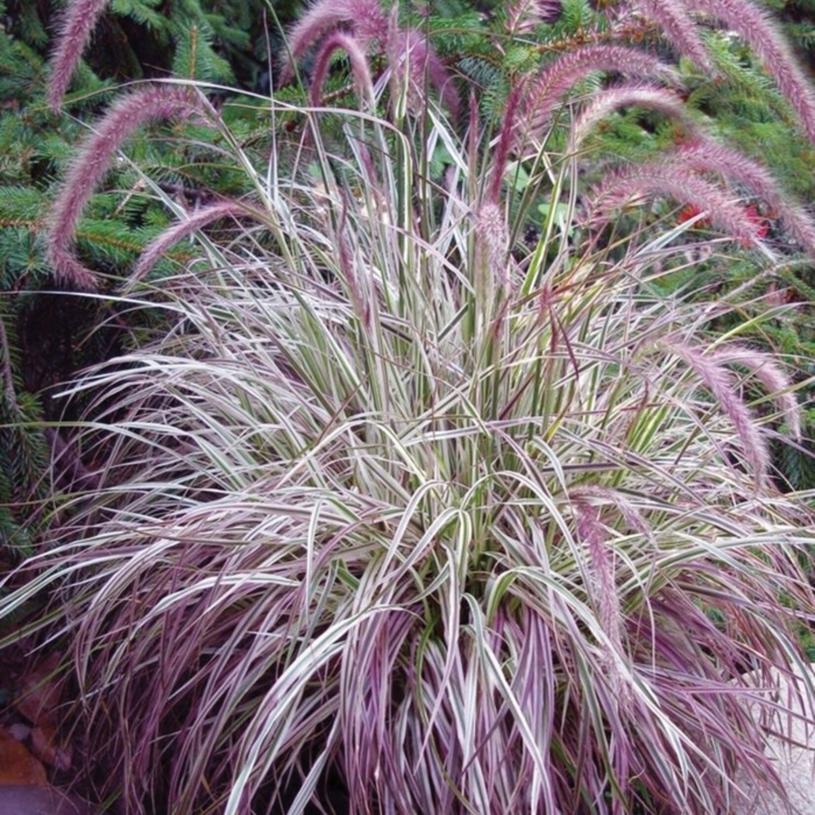 Pennisetum, Cherry Sparkler 6 in