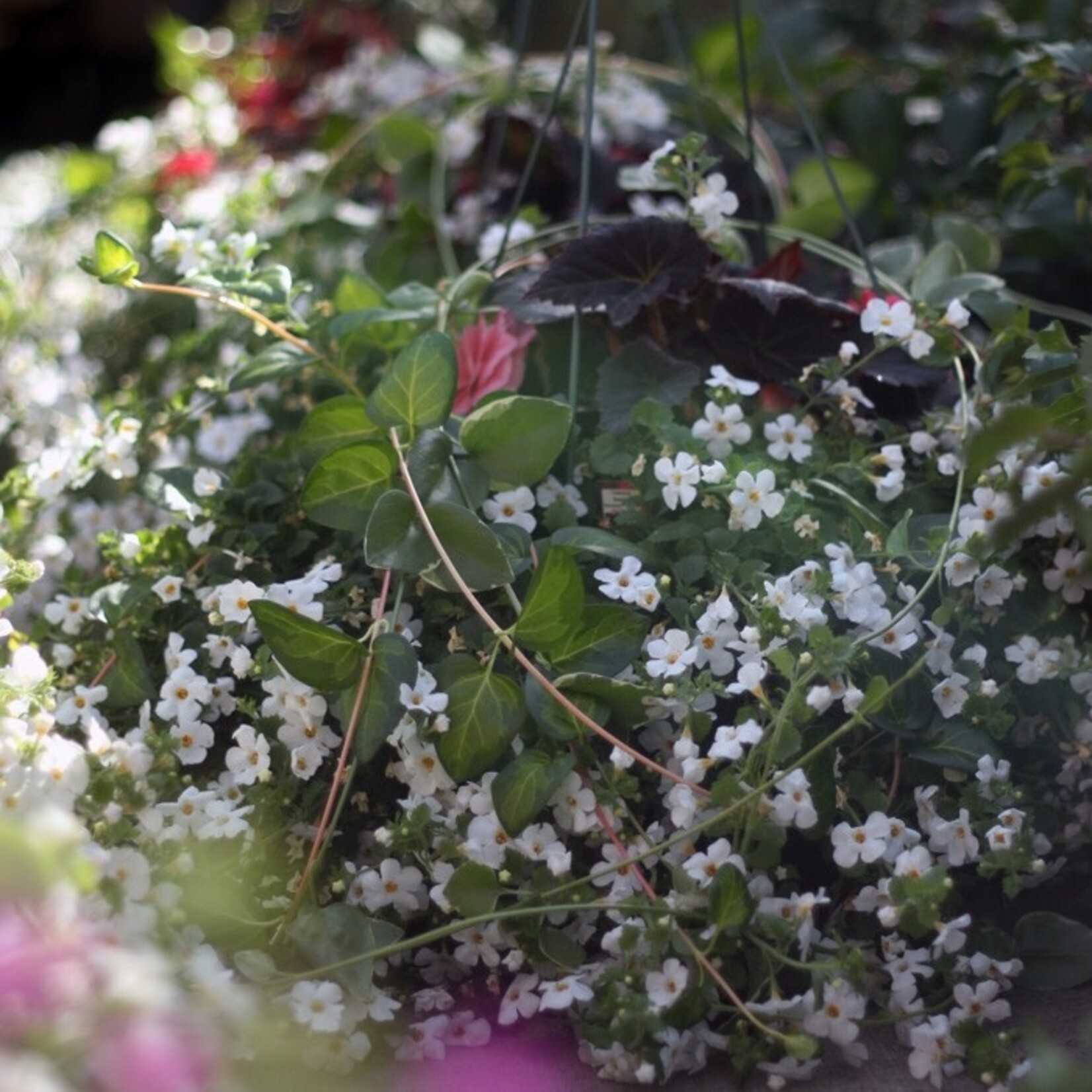 Basket, 12in Orange Begonia/ Bacopa / Vinca