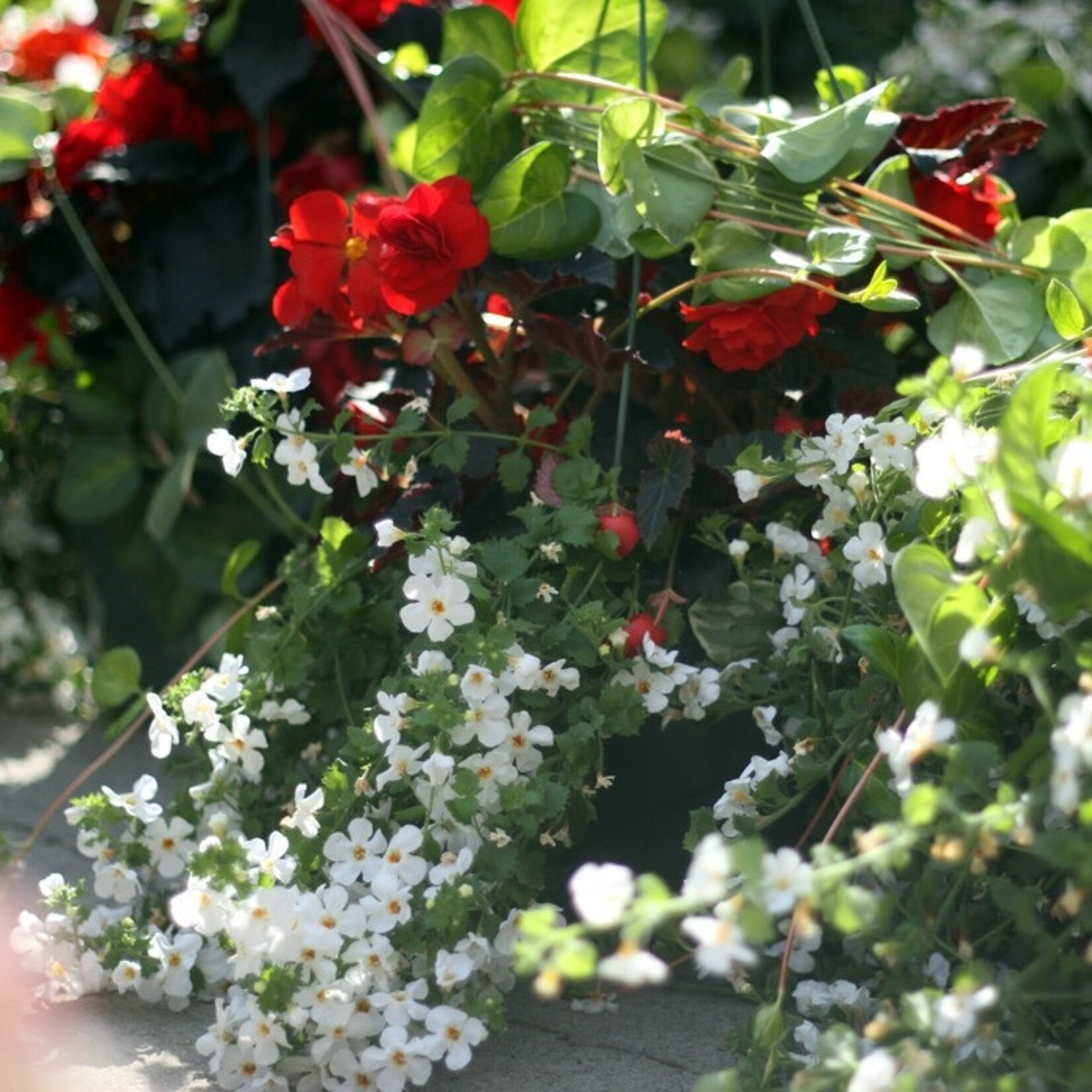 Basket, 12in Red Begonia/Bacopa/Vinca