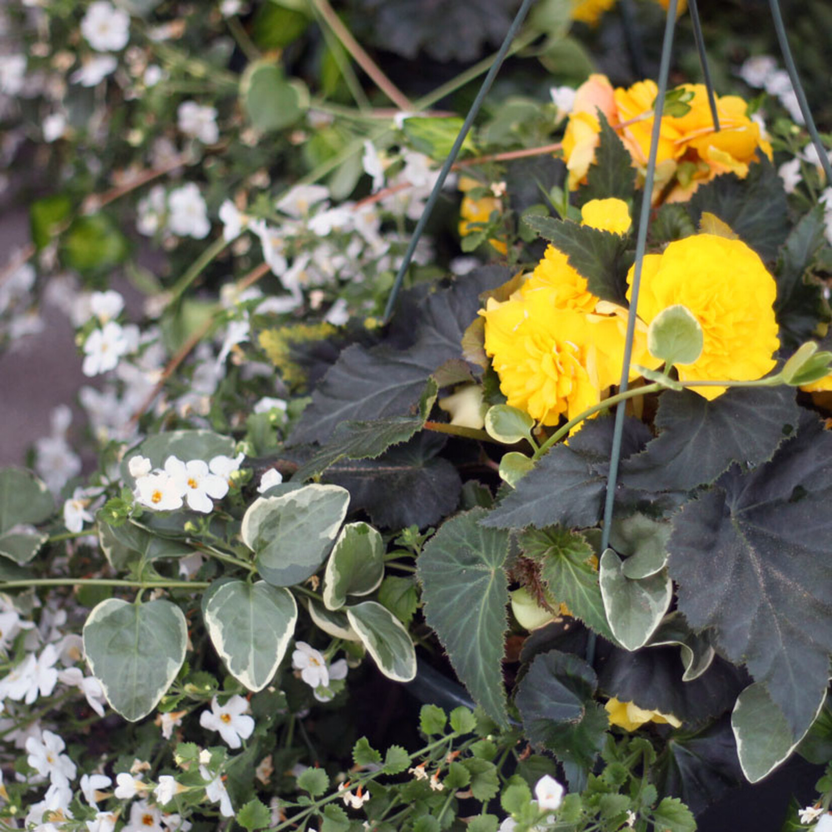 Basket, 12in Yellow Begonia/Bacopa/Vinca