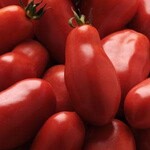 Tomato, San Marzano 3 gal with Cage