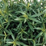 Herb, Tarragon French 4 in