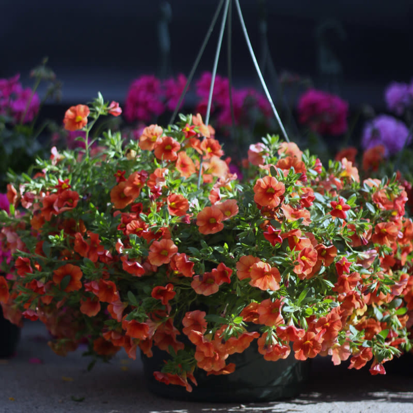 Basket, 12in Calibrachoa Red/Orange/White
