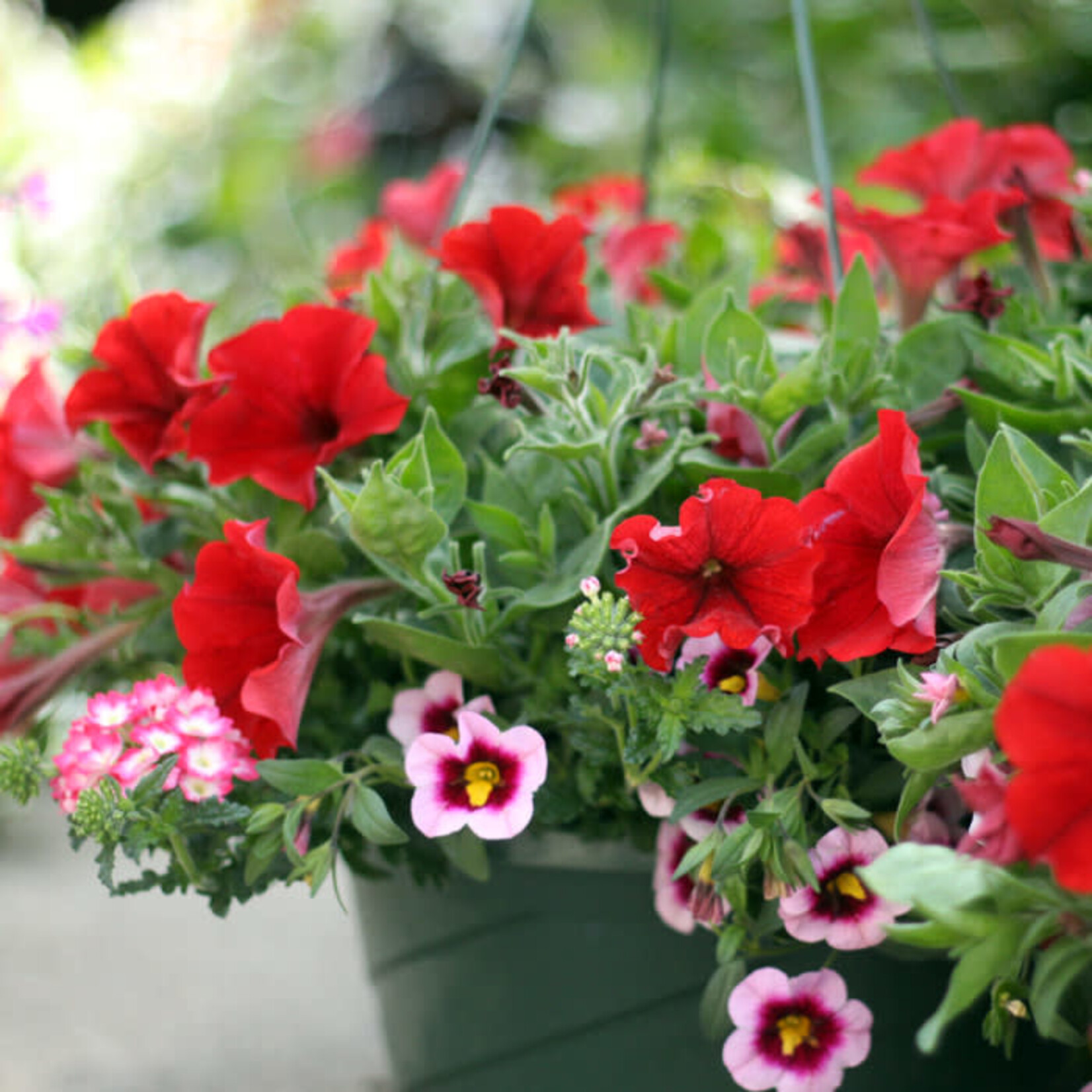 Basket, 12in Petunia Red Mixed