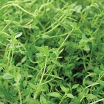 Herb, Thyme 4 in