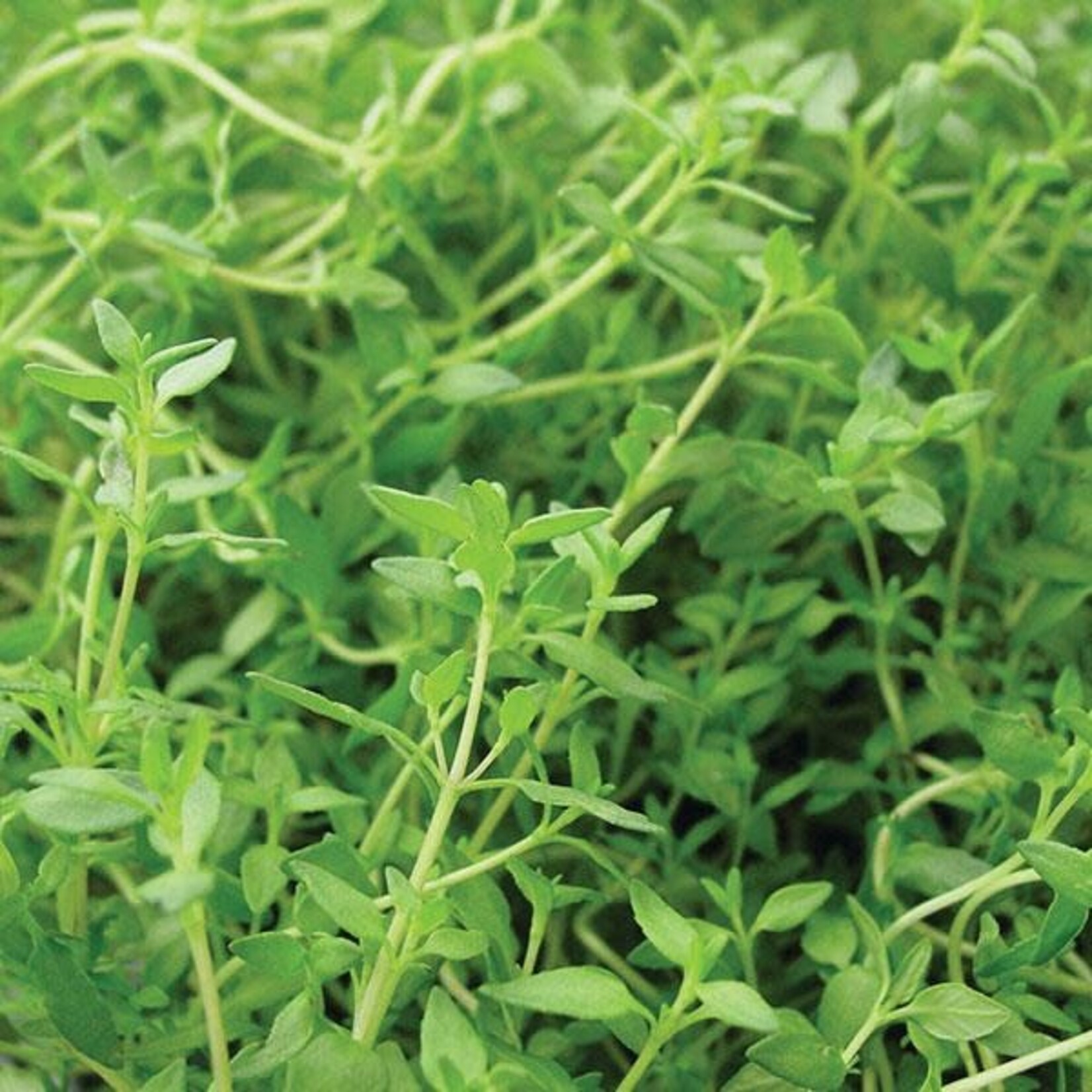 Herb, Thyme 4 in