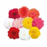 Begonia, Nonstop Asst 4 in