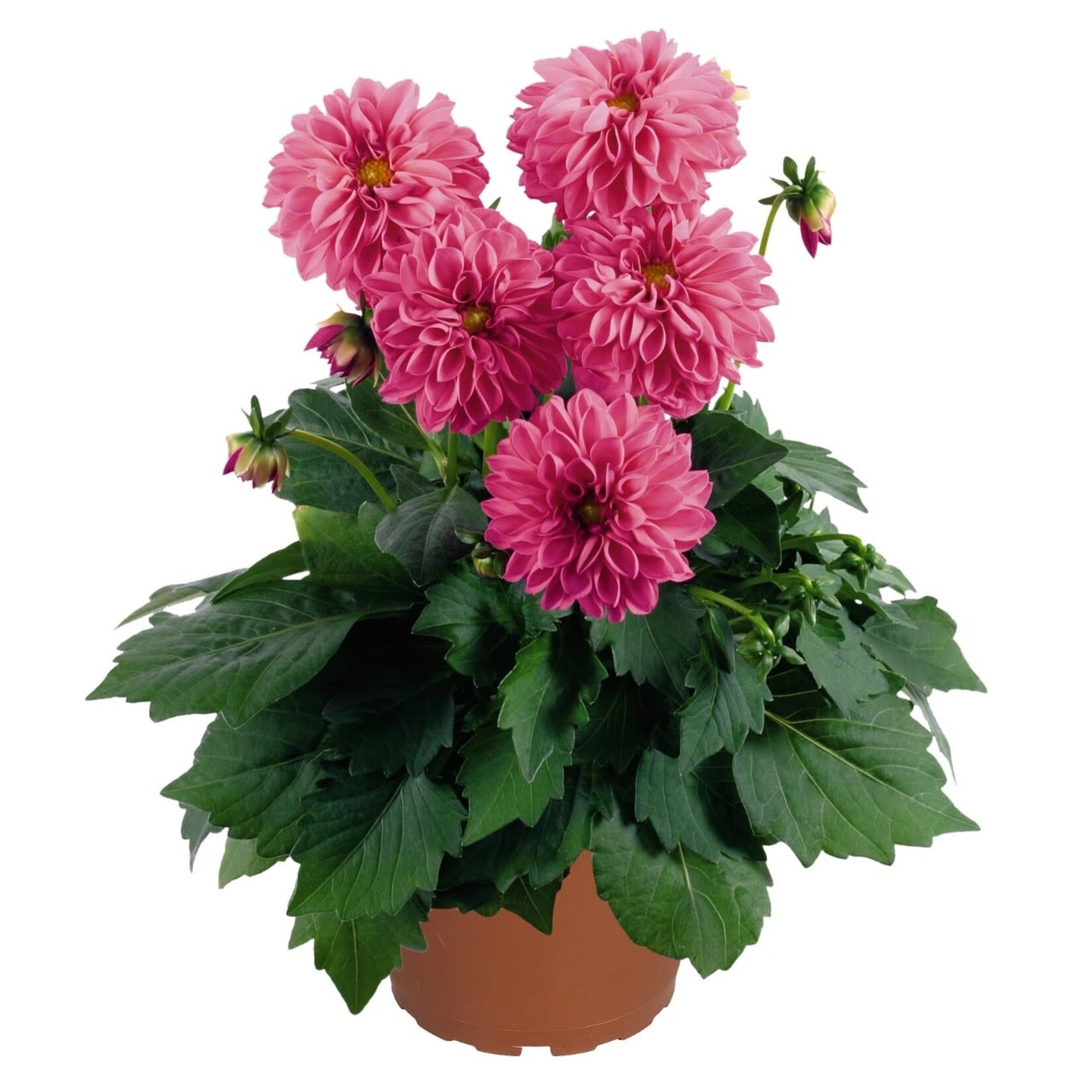 Dahlia, Dahlinova Lisa Dark Pink 4 in