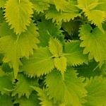 Coleus, Wasabi 1G