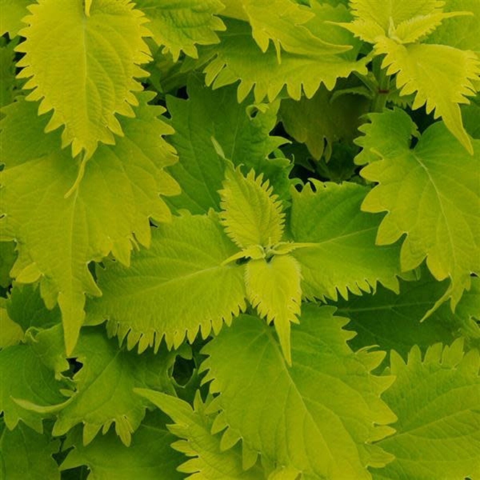 Coleus, Wasabi 1G