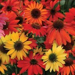 Coneflower, Cheyenne Spirit 6 in