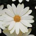 Osteospermum, Voltage White 1G