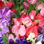 Sweet Pea, Mammoth Mix 6-pak