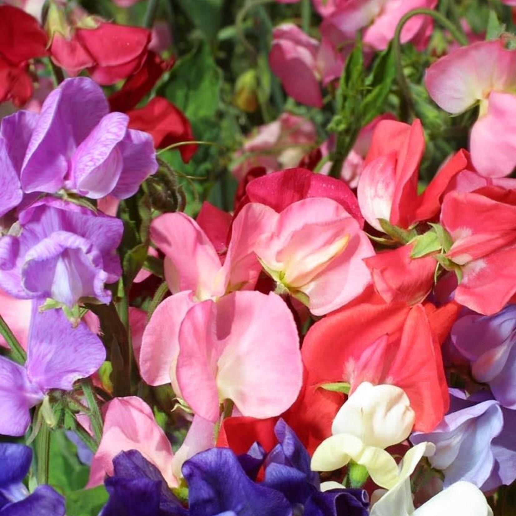 Sweet Pea, Mammoth Mix 6-pak