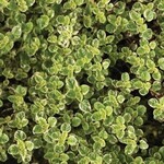 Herb, Oregano Variegated 4 in