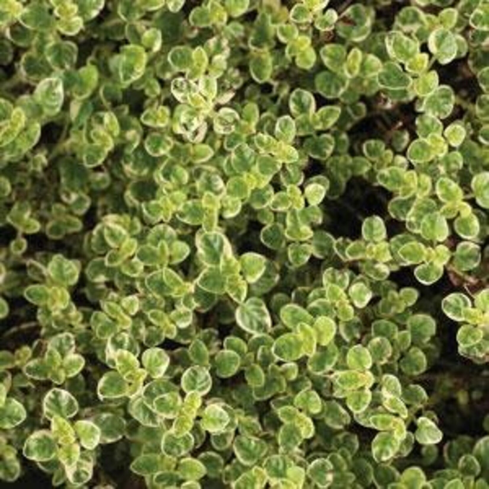 Herb, Oregano Variegated 4 in