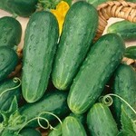 Cucumber, Homemade Pickles 4 in