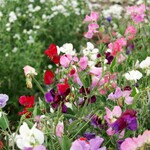 Sweet Pea, Knee High Mix 6-pak