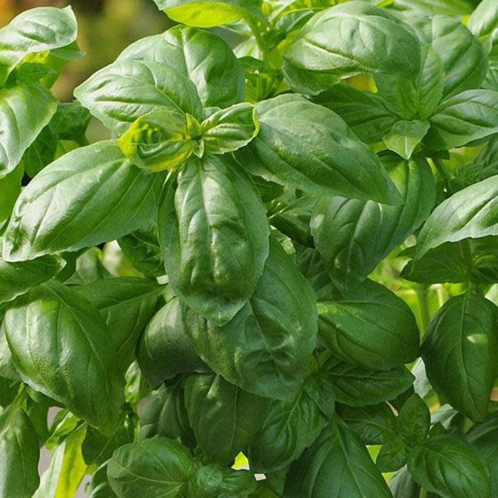 Herb, Basil 4 in