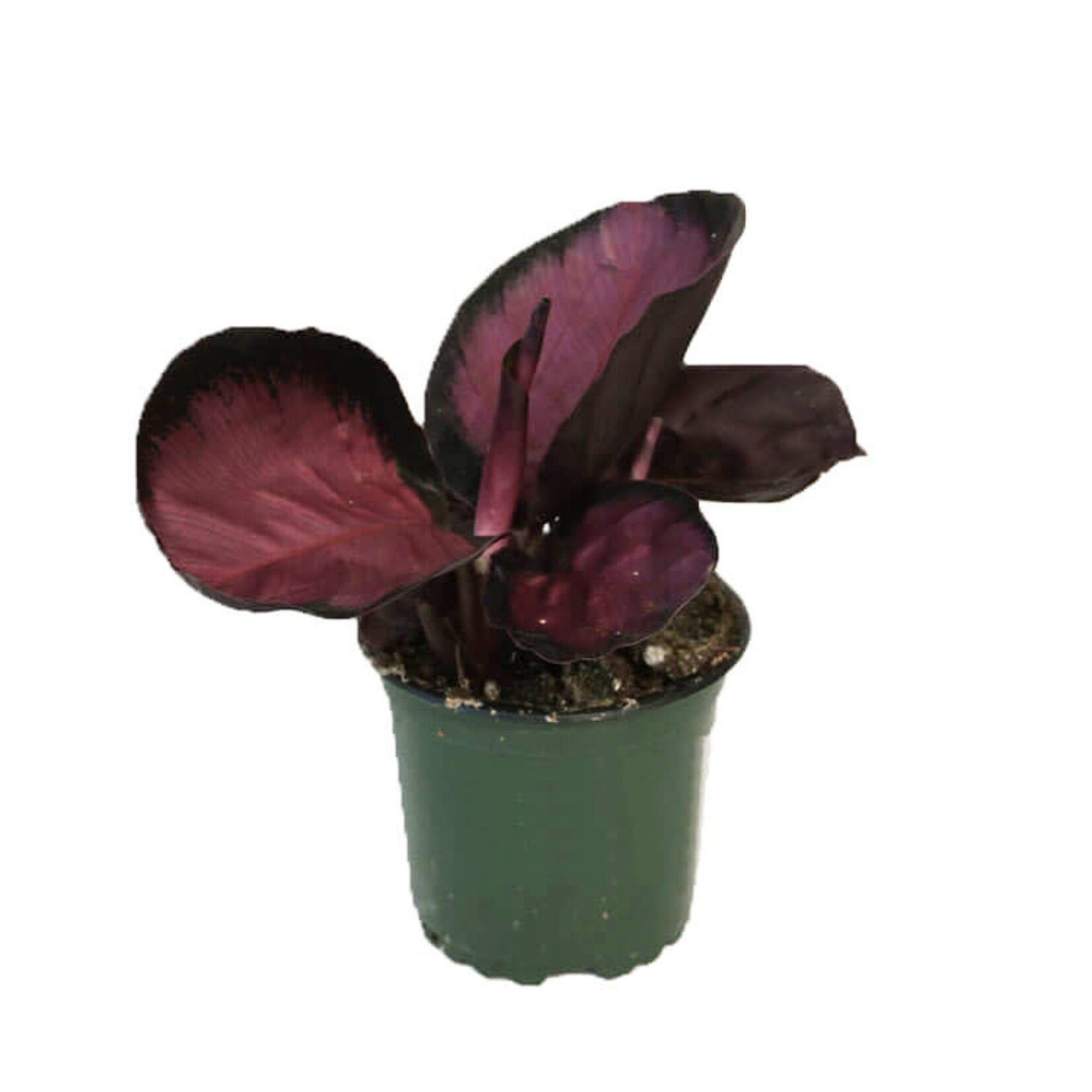 Calathea, Assorted 6 in