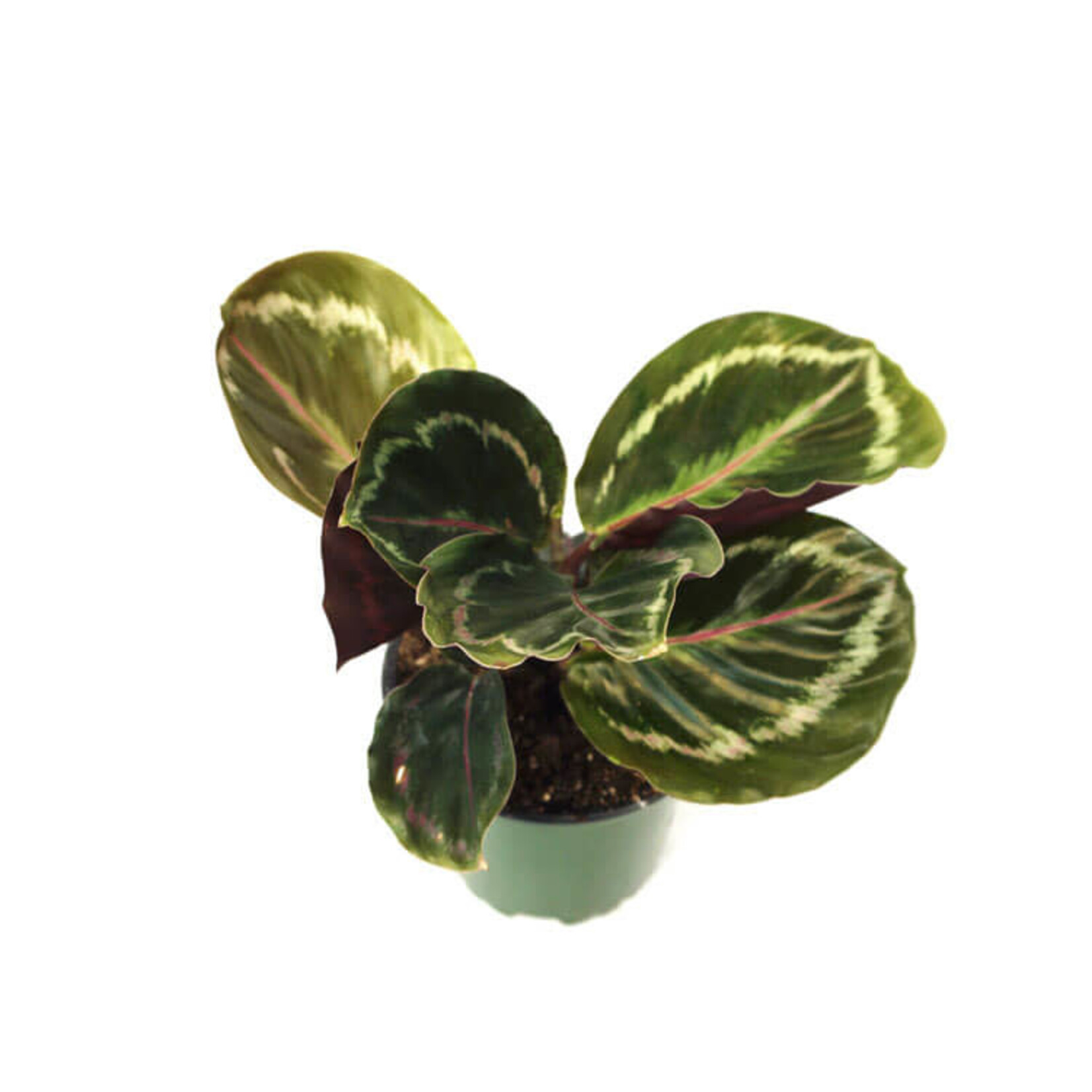 Calathea, Assorted 6 in