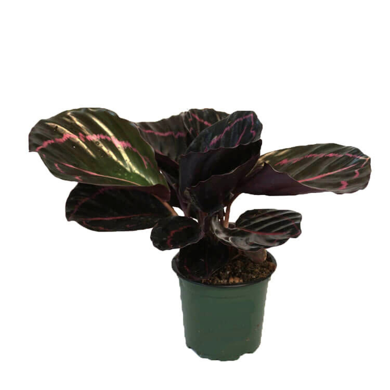 Calathea, Assorted 6 in