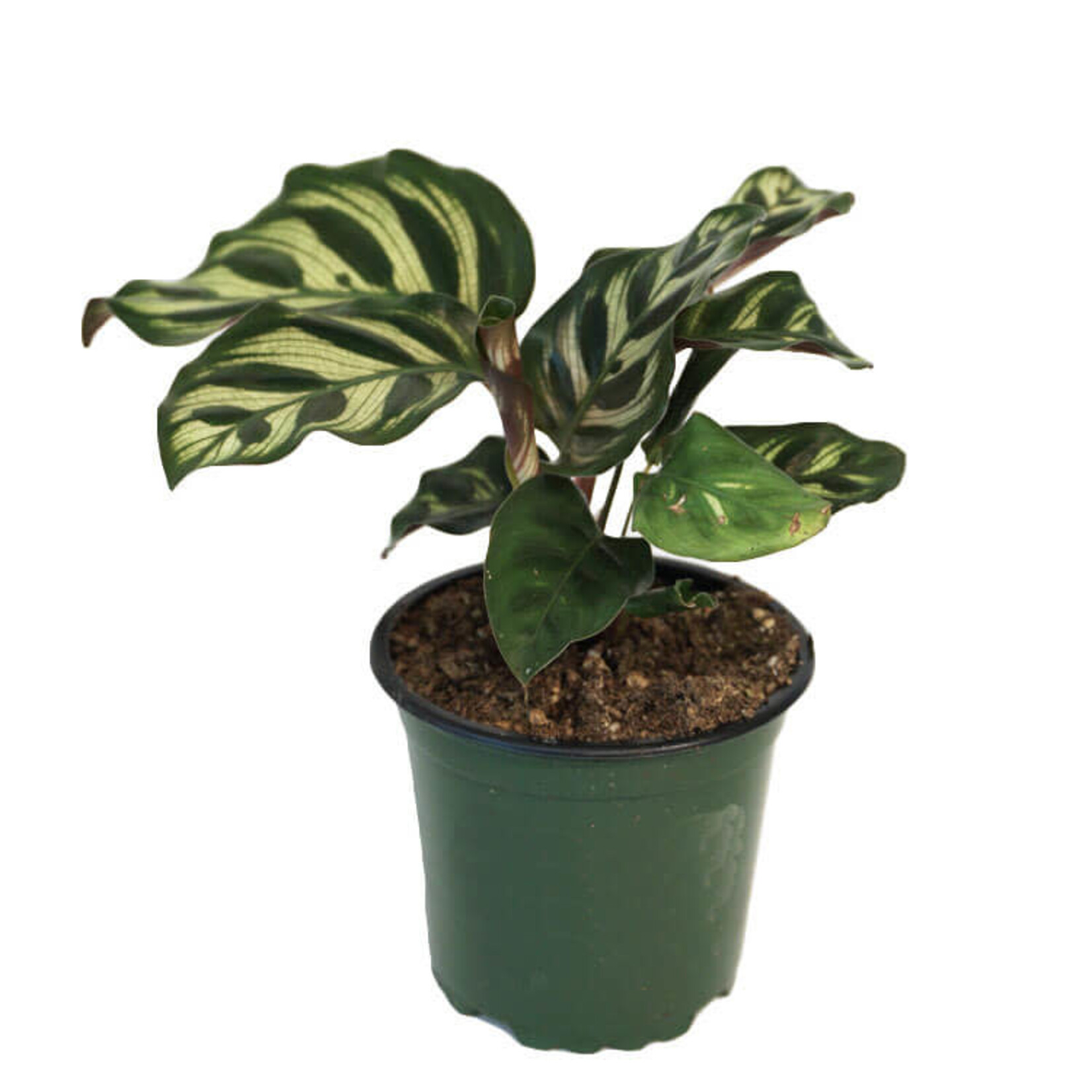 Calathea, Assorted 6 in