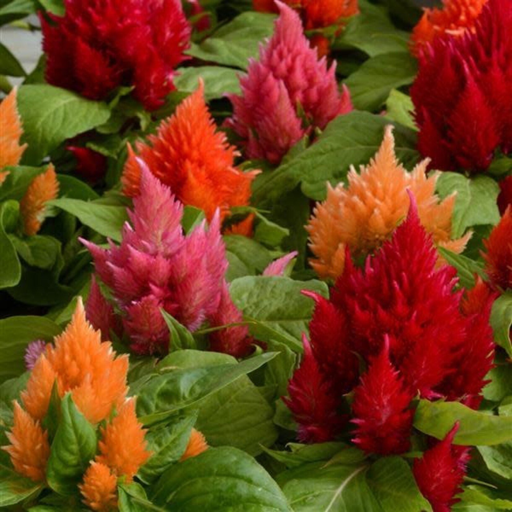 Celosia, Ice Cream Mix 6-pak