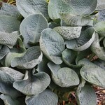 Hosta, Big Daddy 6 in