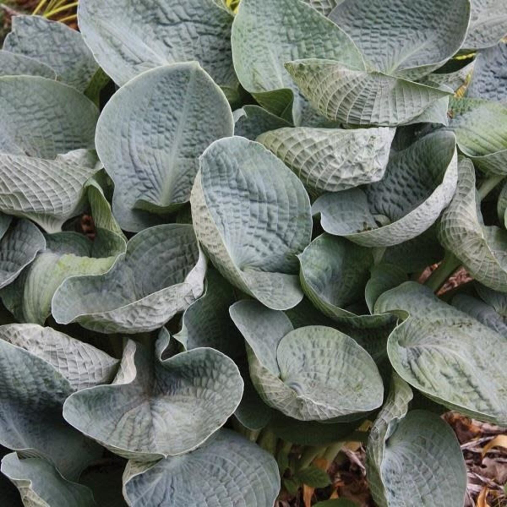 Hosta, Big Daddy 6 in