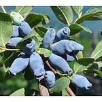 Haskap, Honeyberry Aurora 1G