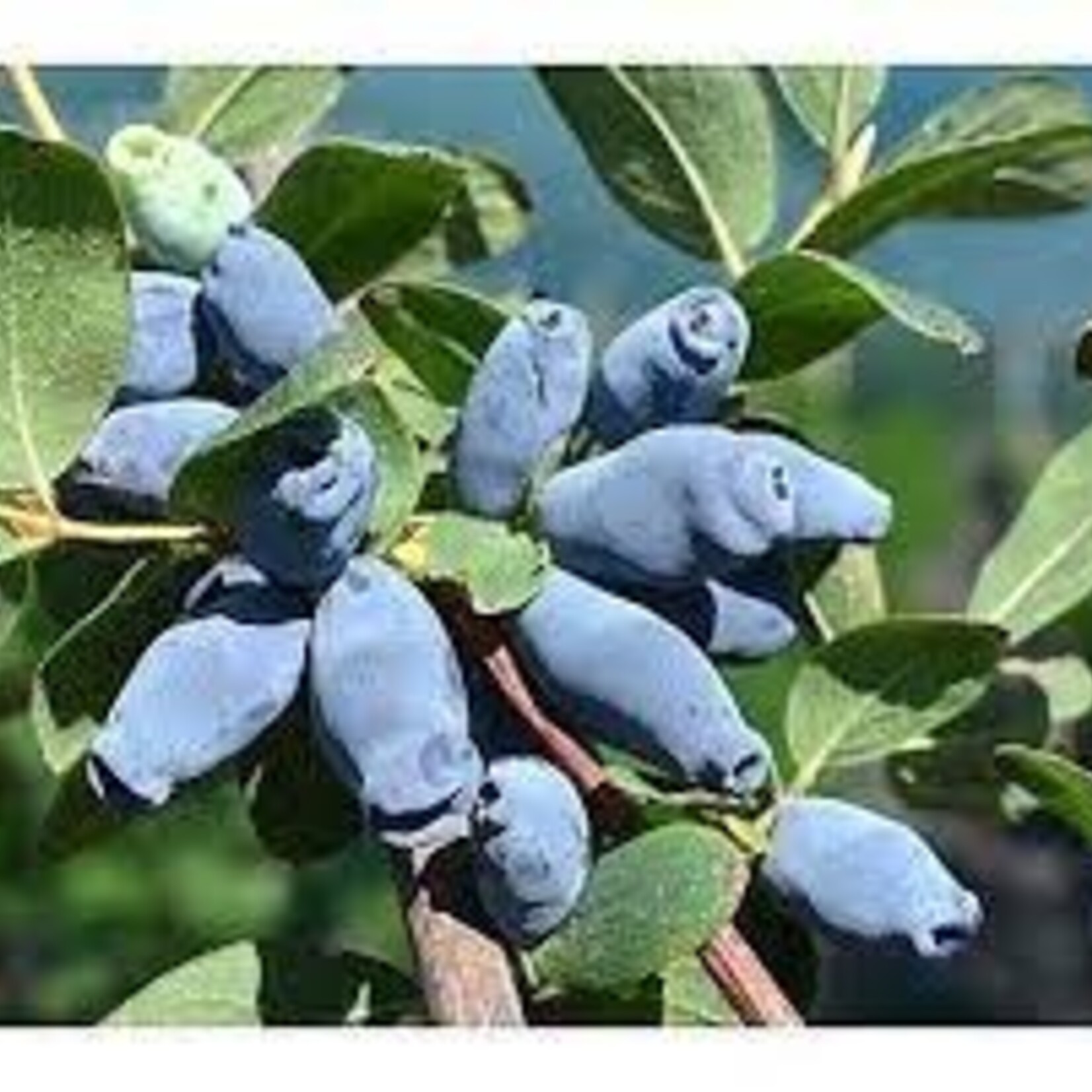 Haskap, Honeyberry Aurora 1G
