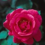 Rose, Winnipeg Parks 2G