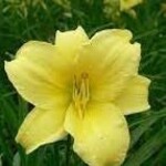 Hemerocallis, Daylily, Stella d'Oro 6 in